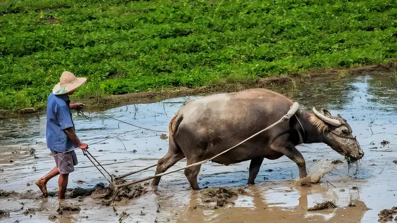 eaa52969a86f9e582124010659f5982