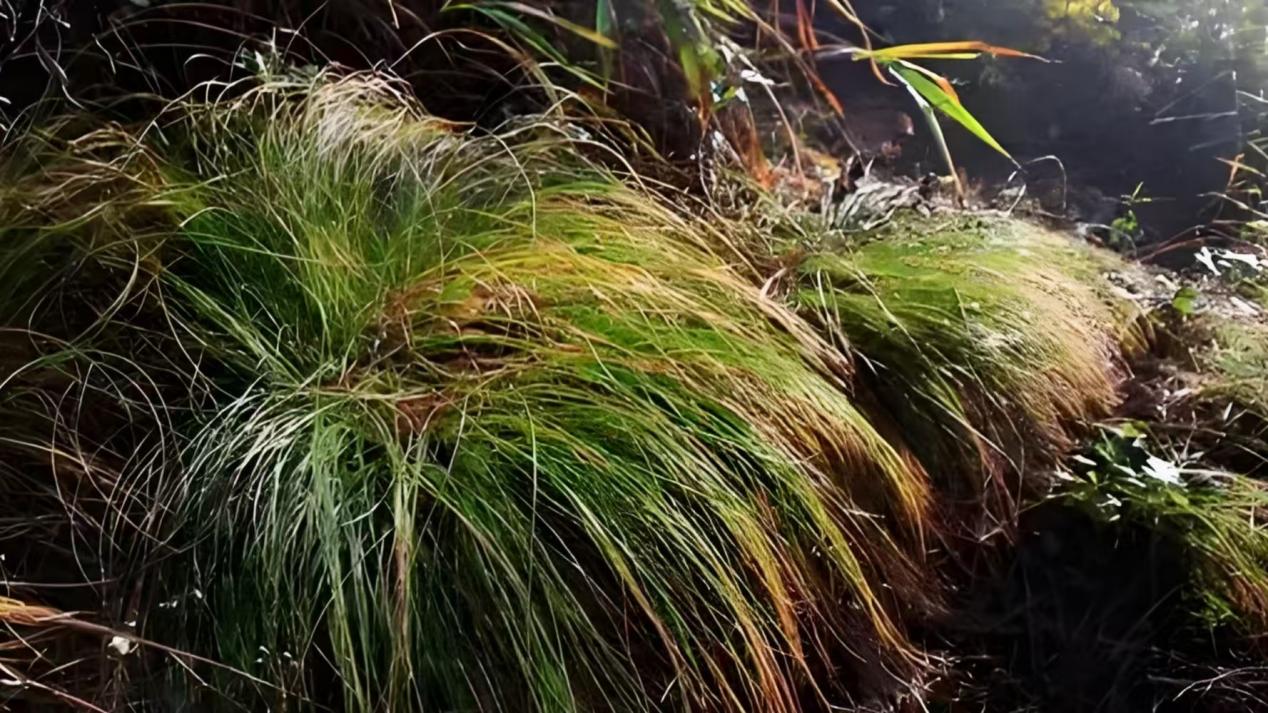 7e40493a412490b583ad8925db6b7e8